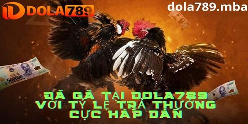 Cá cược đá gà tại Dola789 với tỷ lệ trả thưởng hấp dẫn